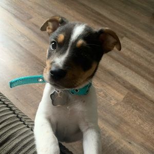 Meet your Posher, Sam